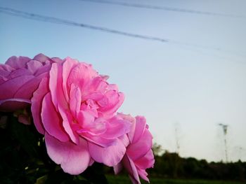 Close-up of pink flower against sky