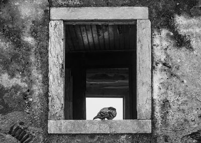 Dog looking through window