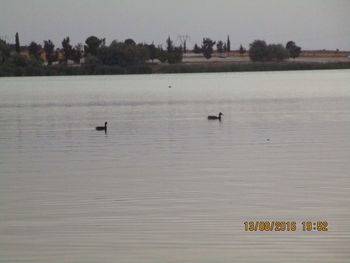 View of birds on lake