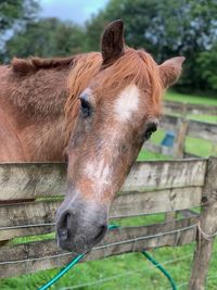 Close-up of a horse in ranch