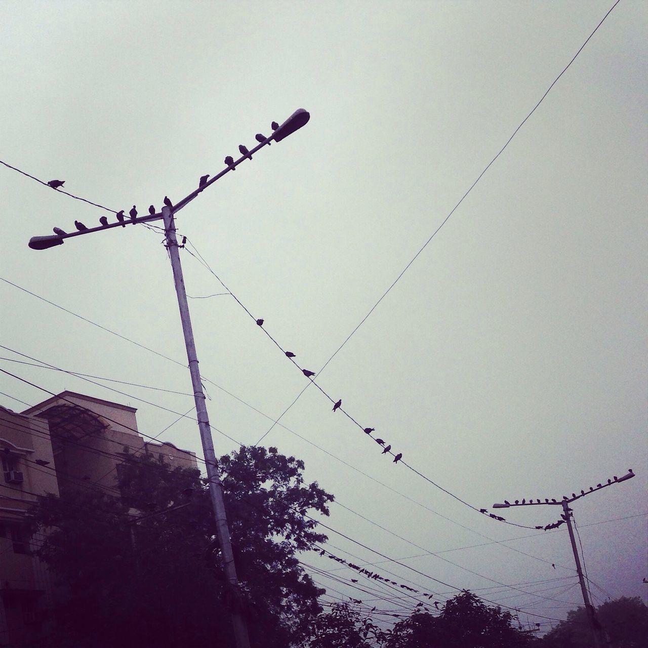 low angle view, bird, power line, silhouette, cable, animal themes, animals in the wild, clear sky, electricity pylon, wildlife, electricity, sky, connection, power supply, flying, perching, flock of birds, sunset, dusk