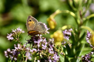 Close-up of butterfly pollinating on flower