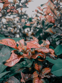 Close-up of wilted plant with red leaves