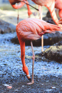 View of a bird in a water