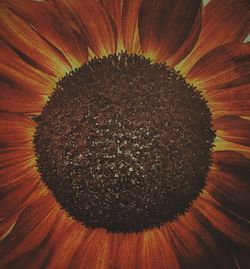 Extreme close up of flower