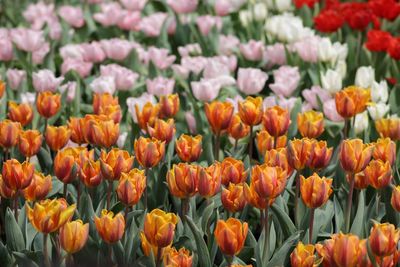 Close-up of orange tulips in field