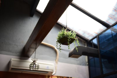 Low angle view of hanging houseplant at home