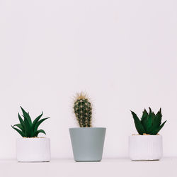 Potted plant against white background