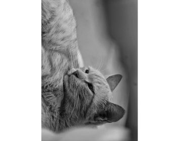 Close-up of cat sleeping