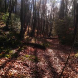 Full frame shot of trees in sunlight