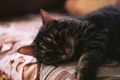 Close-up of cat resting on bed