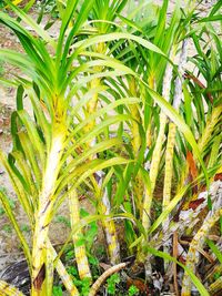 Close-up of fresh green plant in field