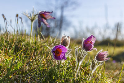 Close-up of pink crocus flowers on field