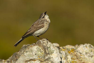 Close-up of bird perching on rock