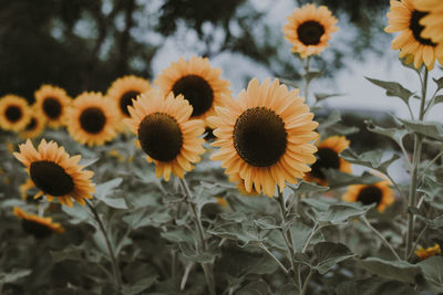 Close-up of sunflowers on field