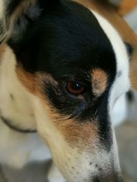 Close-up of a dog