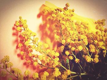 Close-up of yellow flowers