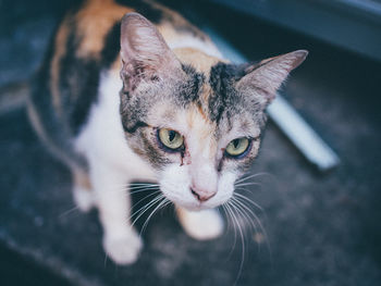 Close-up portrait of a cat