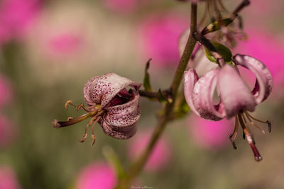 Close-up of wilted flower