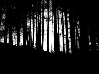 Silhouette trees in forest against sky