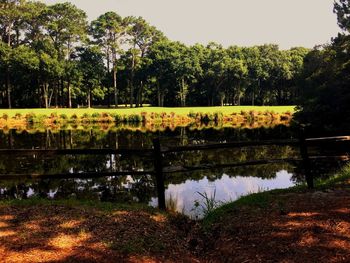 Reflection of trees in water