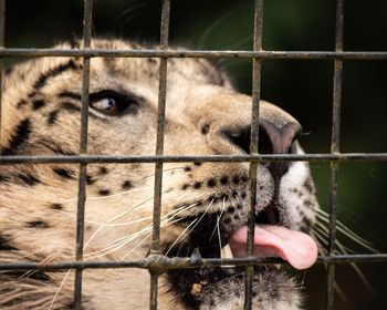 Close-up of a large cat cat with tongue out through fence