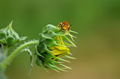 Close-up of insect on plant