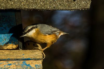 Close-up of bird perching on wood