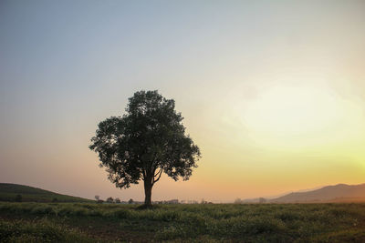 Tree on field against sky during sunset