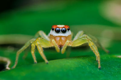 Close-up of spider on leaf