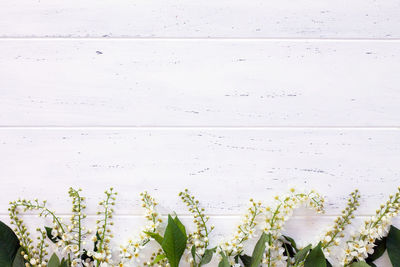 Close-up of white flowering plants against water