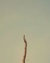 Close-up of a plant against the sky