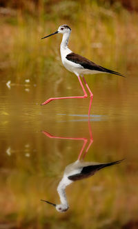 Bird perching on a lake