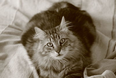 High angle portrait of a cat