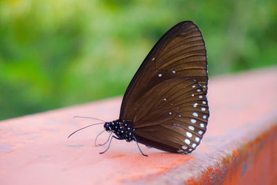 Close-up of butterfly