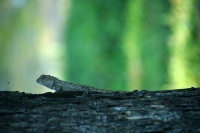 Close-up of lizard on tree trunk