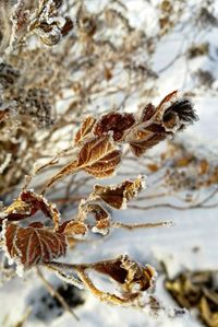 Close-up of dried plant during winter