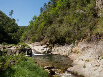 Scenic view of river amidst trees in forest