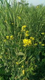 Close-up of yellow flowers growing in field