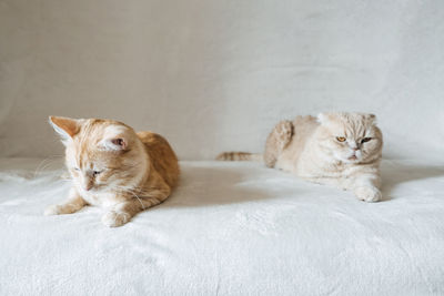 Introducing two cats. adopt a second cat. adding a second cat to your household