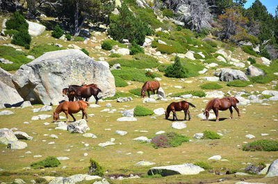 Horses grazing in a field