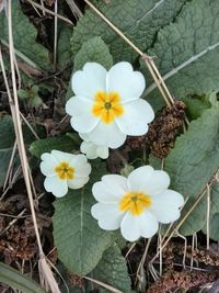 Close-up of flowers blooming outdoors