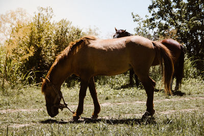 Horses in a field