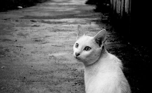 Close-up portrait of cat