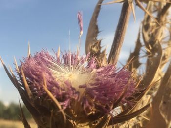 Close-up of pink flowering plant against sky