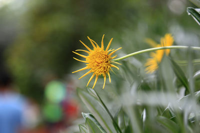 Close-up of red flower