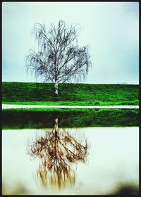 Bare trees on lakeshore