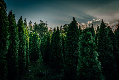 Pine trees in forest against sky