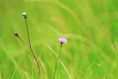 Close-up of flowers blooming in field