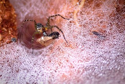 Close-up of spider